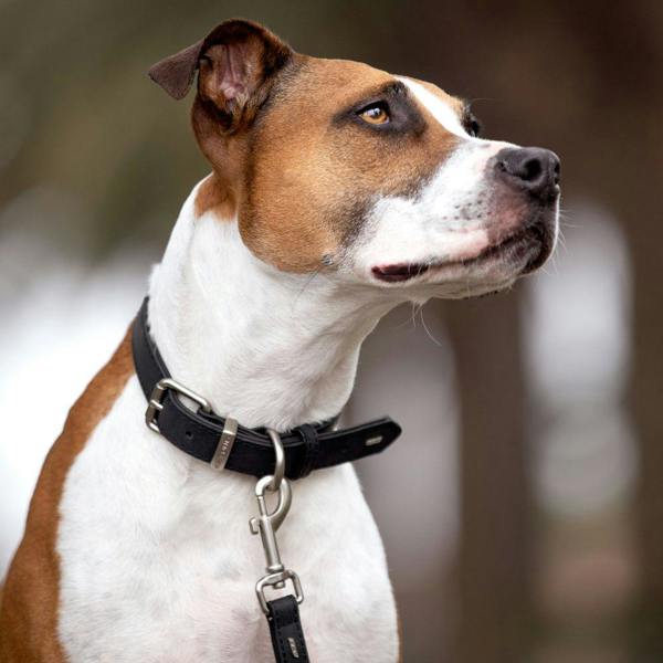 EzyDog Oxford Leather Classic Dog Collar in Black