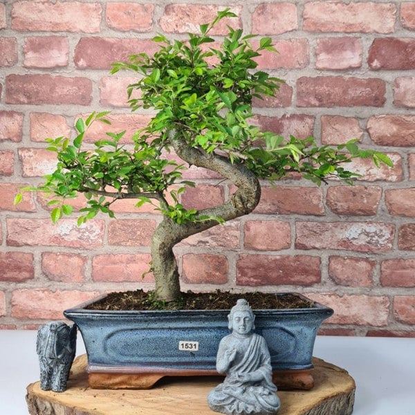 Chinese Elm (Ulmus Parvifolia) Bonsai Tree | Shaped | In 30cm Pot