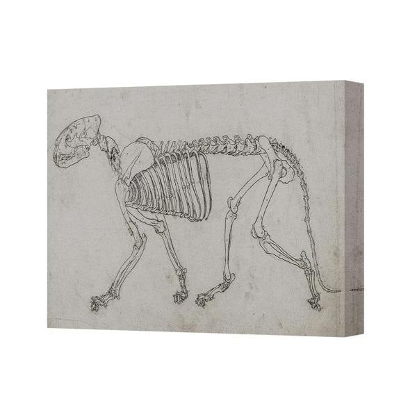 Benjamin Tate Design Canine Skeleton Sketch Canvas Wall Art Vintage Medical Illustration