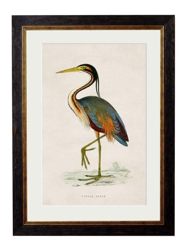 Exceptional Art c.1850's British Wading Birds