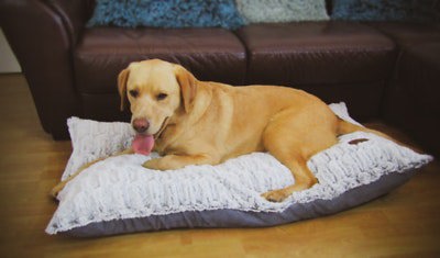 Snug and Cosy Pets Novara Lounger