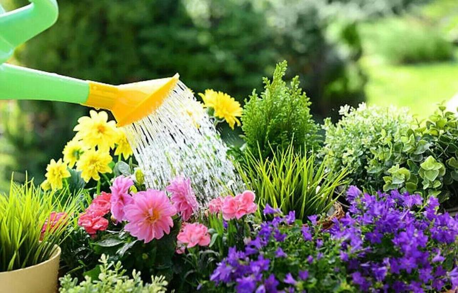 Eazifeed 4X Multi Purpose Liquid Plant Food Concentrate Eazifeed For Fruit Flowers 500ml