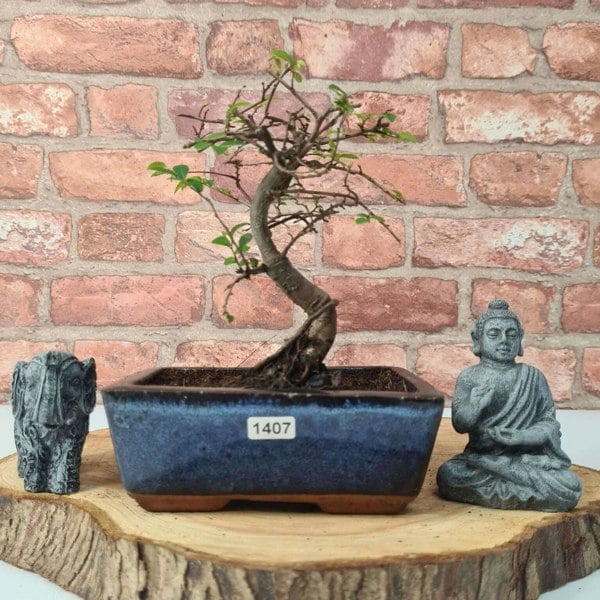 Chinese Elm (Ulmus Parvifolia) Bonsai Tree | Broom | In 15cm Pot - Yorkshire Bonsai