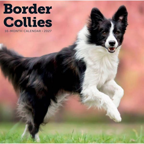 Border Collies Calendar 2027, Wall Calendars, Month To View, Dogs, Gift