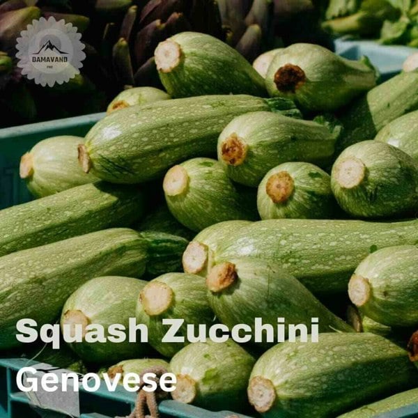 Squash Zucchini Genovese Seeds