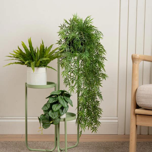 Scottish Everlastings 70cm Trailing Bamboo in Black Plastic Pot