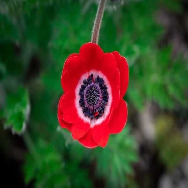 adonis aestivalis pheasant's eye