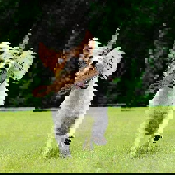 CERDA LIFE'S LITTLE MOMENTS - Thor hammer Dog toy - Dental dog chew for dogs and puppy - tough dog toys - Official Marvel Licensed