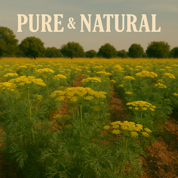 Ol'Vita Dill Oil | Cold Pressed | Unrefined