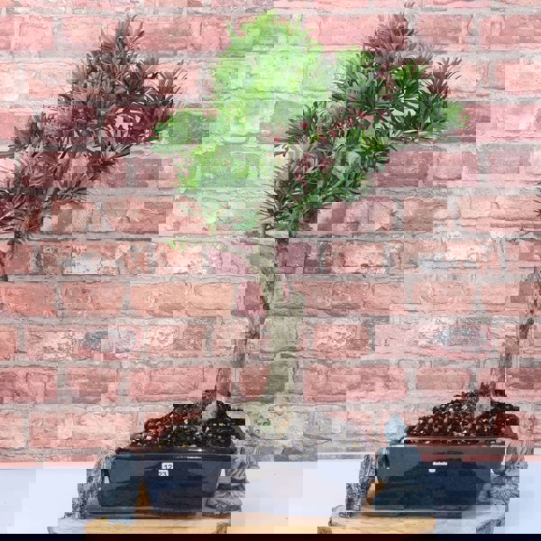 Buddhist Pine (Podocarpus Micro) Bonsai Tree | Shaped | In 25cm Pot