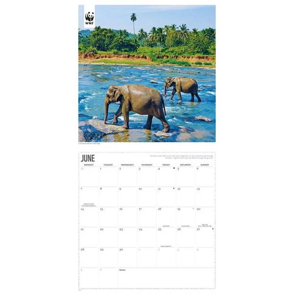 WWF, Elephants Calendar 2027, Wall Calendars, Month To View, Animals, Gift