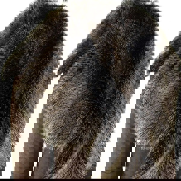 3/4_jacket_Brown-Gold_2XL - 18, 3/4_jacket_Brown-Gold_3XL - 20, 3/4_jacket_Brown-Gold_L - 14, 3/4_jacket_Brown-Gold_M - 12, 3/4_jacket_Brown-Gold_S - 10, 3/4_jacket_Brown-Gold_XL - 16, 3/4_jacket_Brown-Gold_XS - 8