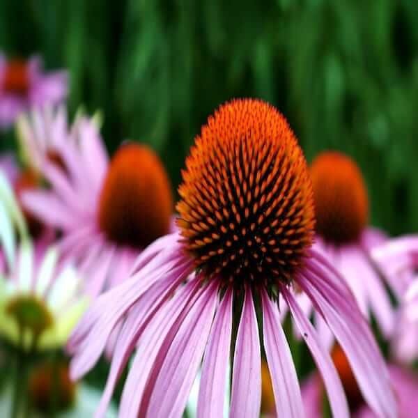 Echinacea Purpurea Heirloom Echinacea Purpurea Seeds