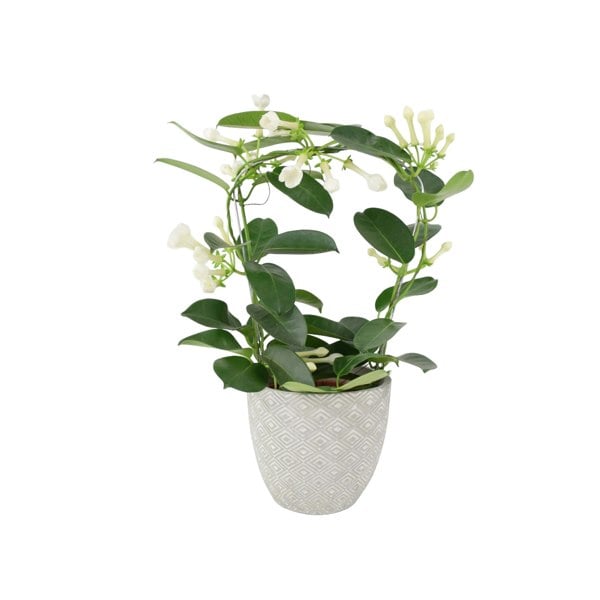 Stephanotis Floribunda Jasmine Hoop 12cm Plants By Post