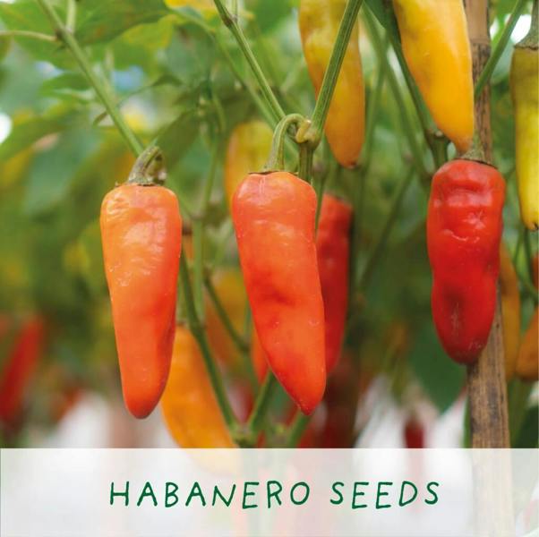 Red Hot Chilli's Eco Grow Your Chilli Plant - lifestyle shot