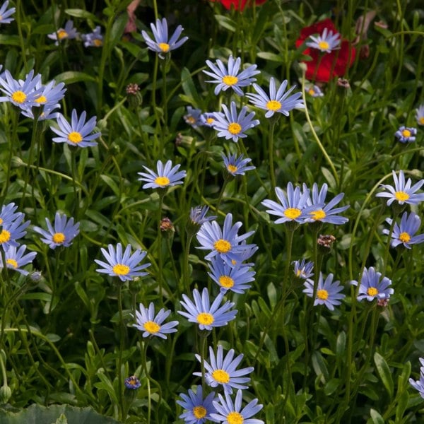 Felicia Blue 9cm In Recyclable Pots x 3 Plants