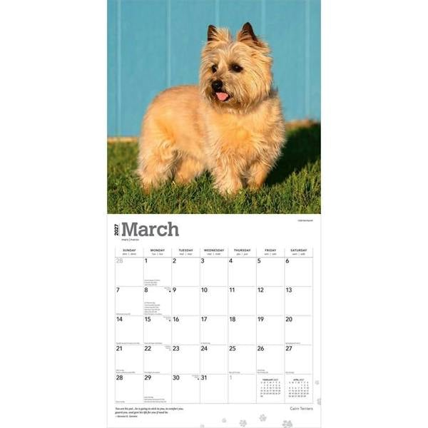 Cairn Terriers Calendar 2027, Wall Calendars, Month To View, Dogs, Gift