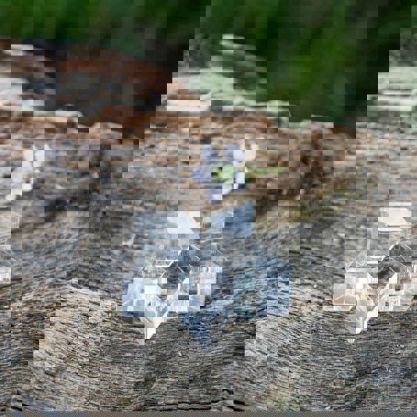 tickit Clear Crystal Treasures