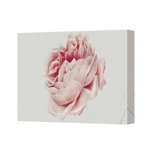Benjamin Tate Design Pink Peony Canvas Art Print Wall Decor Floral Flower Painting