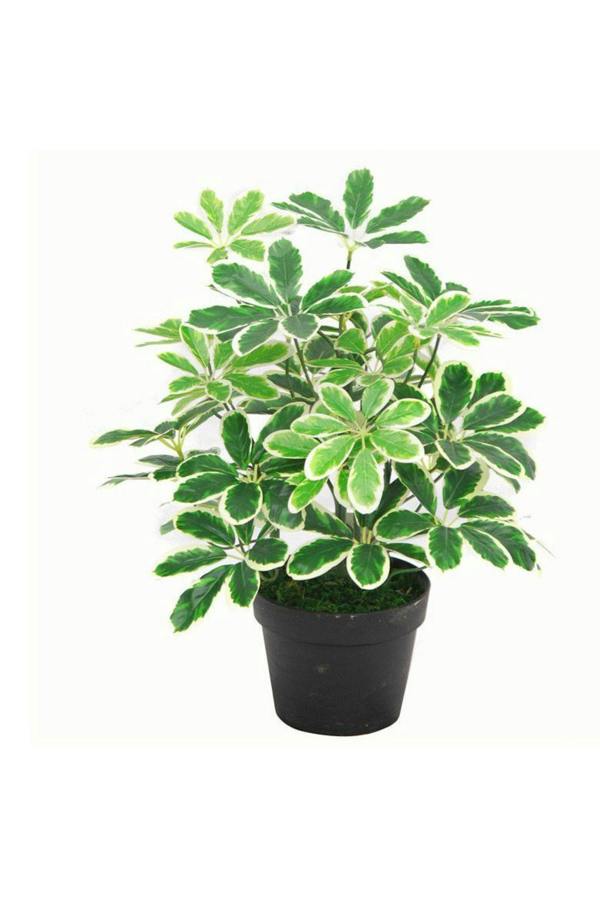 Dyzi Artificial Arboricola Evergreen Plant 55cm Small Bush