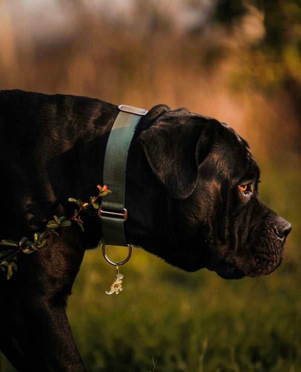 The Dog and Bone Company The Martingale Hound Collar