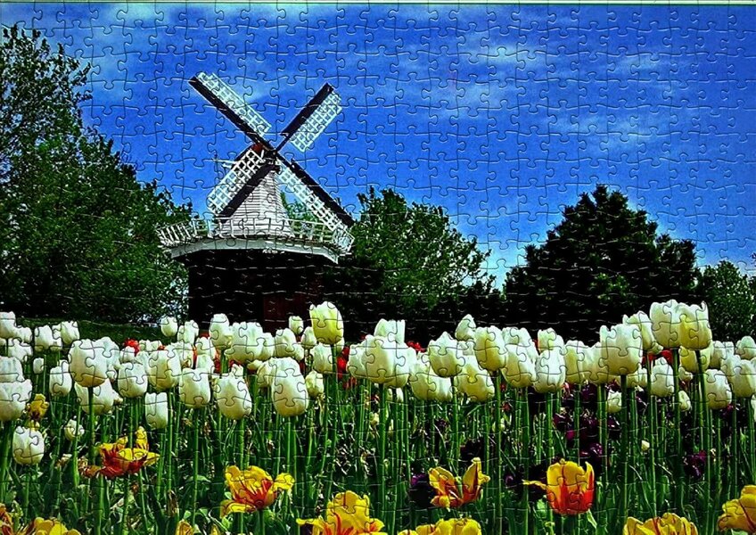 Shatchi 1000 Piece Tulips White Jigsaw Puzzle for Adults, Multicolour, Educational Indoor Toy