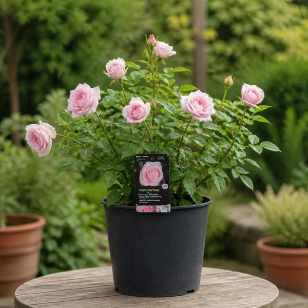 3L Happy Silver Wedding Light Pink Rose Bush - Beautiful Flowering Plant Gift