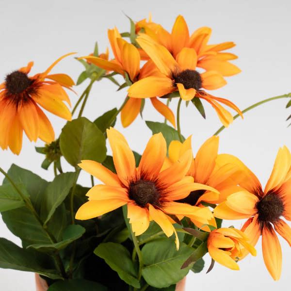 Scottish Everlastings 33cm Orange Rudbeckia in Terracotta Pot