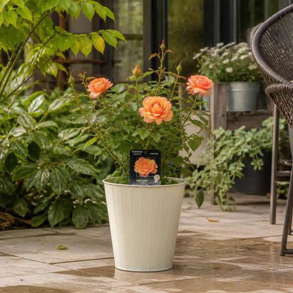 3L Happy Birthday Peach Rose Bush - Beautiful Flowering Plant Gift