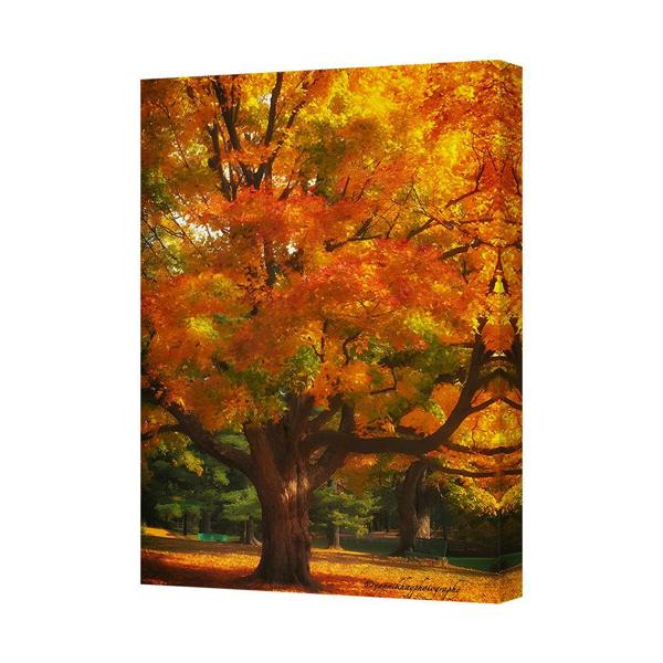 Benjamin Tate Design Autumn Leaves Maple Tree Canvas Print Wall Art 9947 Park Scene