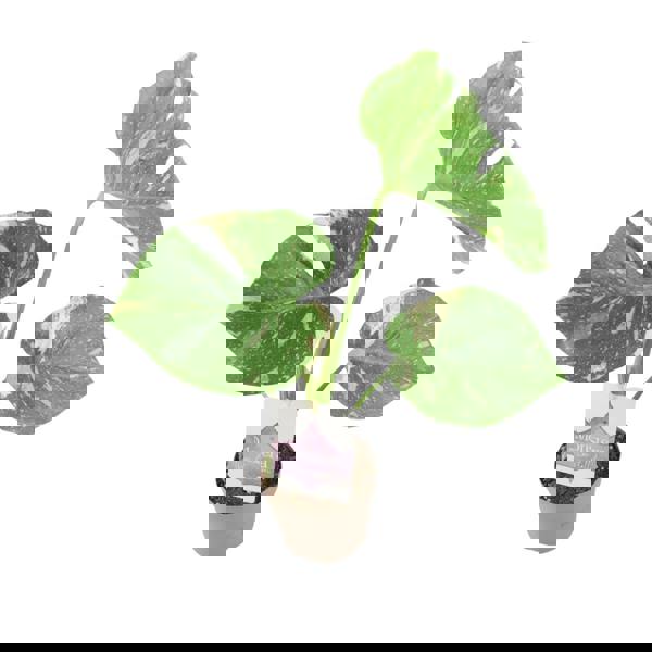 Monstera Thai Constellation – A Rare & Highly Sought-After Variegated Houseplant Plants By Post