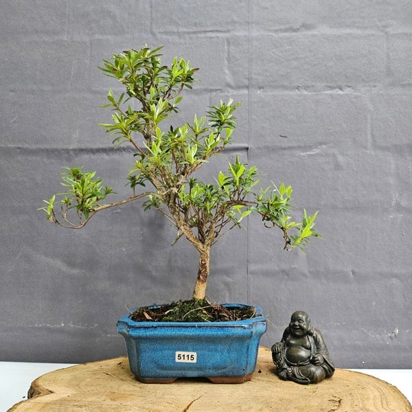 Yorkshire Bonsai Azalea (Rhododendron) Bonsai Tree | Shaped | In 15cm Pot