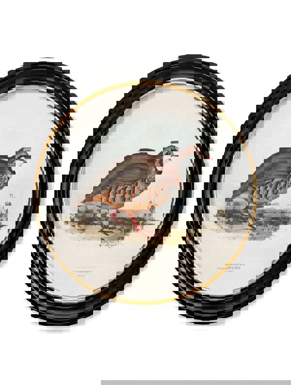 Exceptional Art c.1837's British Game Birds - Round