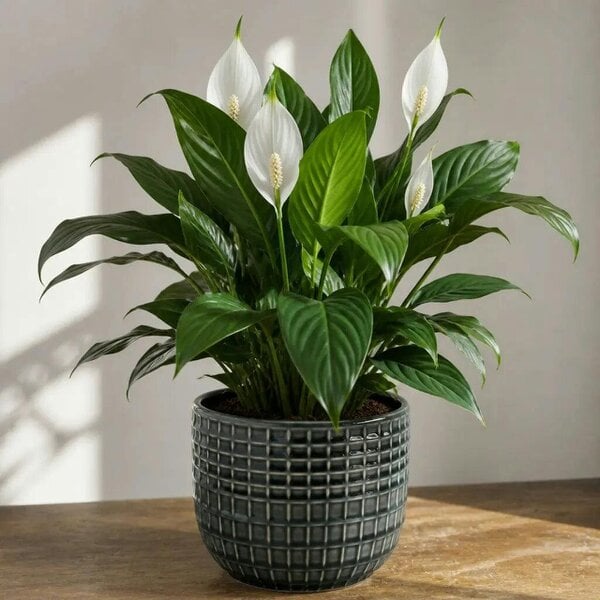 Spathiphyllum Peace Lily – Elegant White Flowers and Glossy Green Indoor Houseplant
