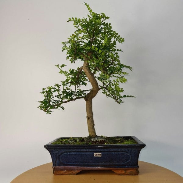 Chinese Pepper (Zanthoxylum Pipertum) Bonsai Tree | Shaped | In 30cm Pot - Yorkshire Bonsai