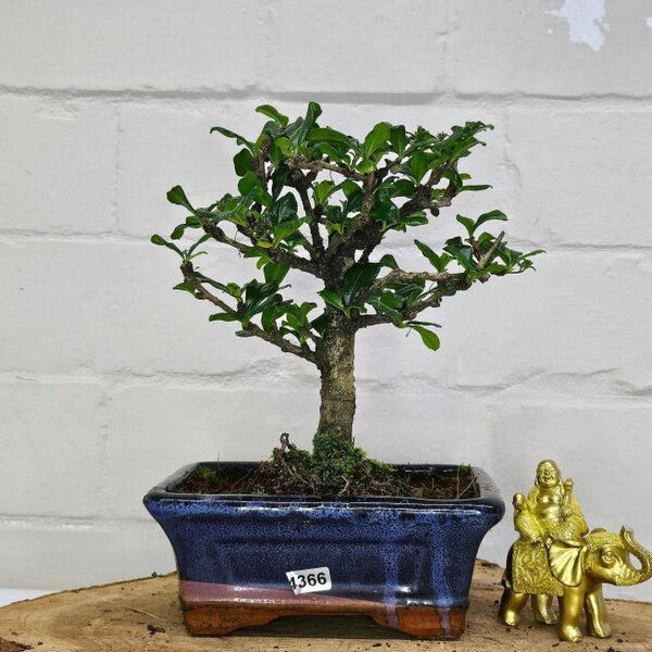 Yorkshire Bonsai Fukien Tea Tree (Carmona Retusa) Bonsai Tree | Broom | In 15cm Pot - 4366