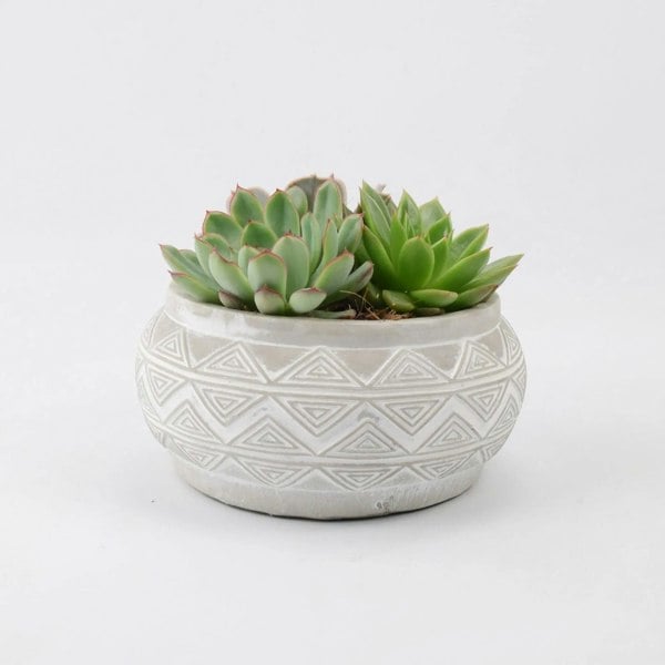 Echeveria Mixed in Ceramic Bowl