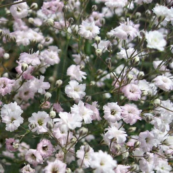 10G Gypsophila Elegans Rose Seeds: Pink Baby’s Breath