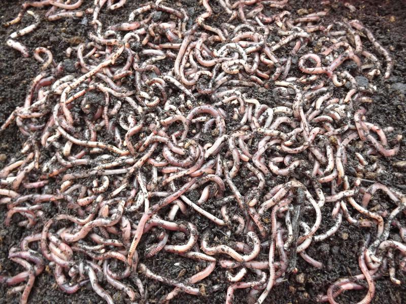 SMALL DENDROBAENA WORMS