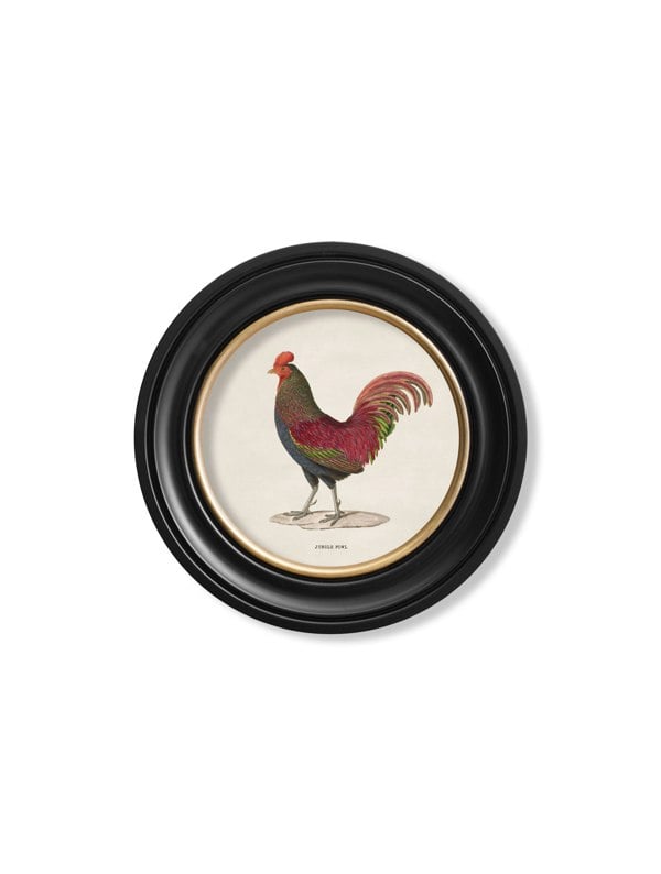 Exceptional Art c.1838 Junglefowl in Round Frames