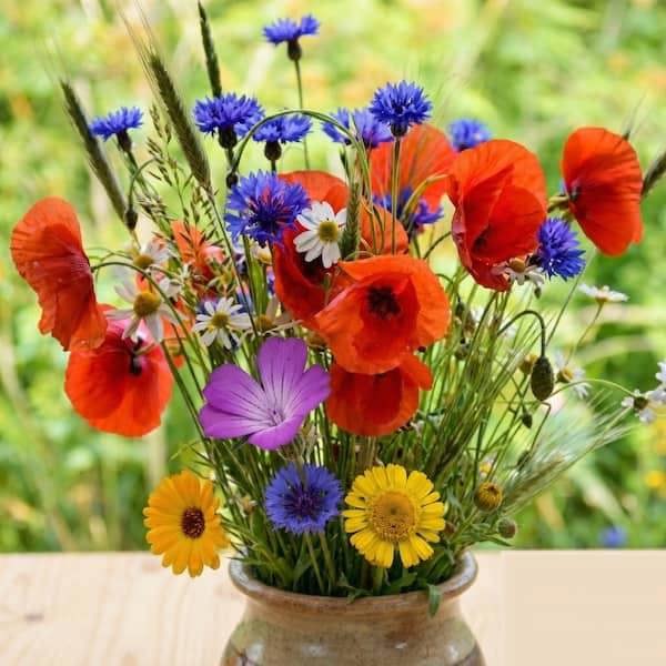 Cornfield annuals meadow seeds mix featuring vibrant wildflowers for natural meadow planting