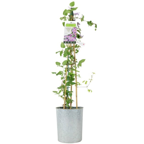 Clematis Piilu – 3 L Pot – Early-Flowering Pink Climbing Clematis plants by post