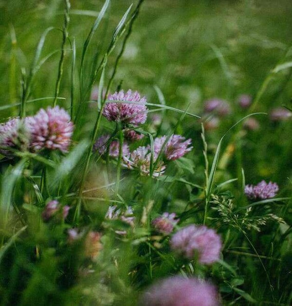 Clover lawn mix