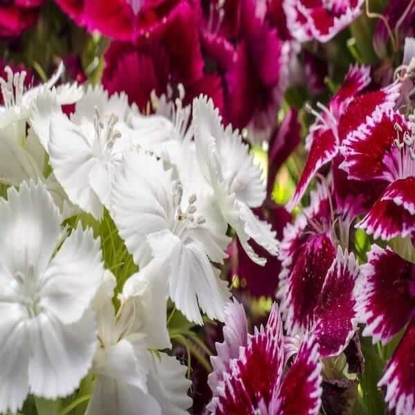 sweet william plants for sale near me