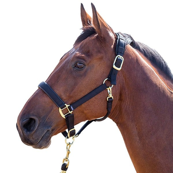 Shires Topaz Nylon Horse Headcollar - Black