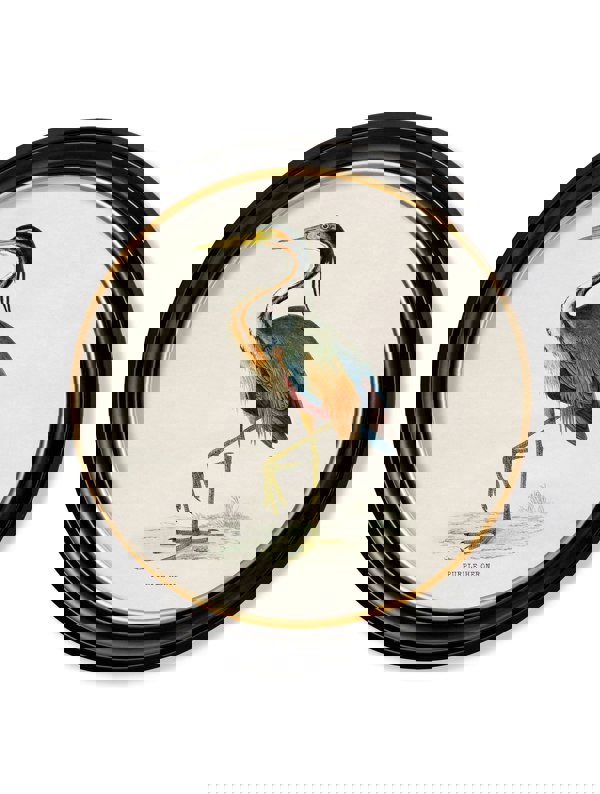 Exceptional Art c.1870 Wading Birds in Round Frames