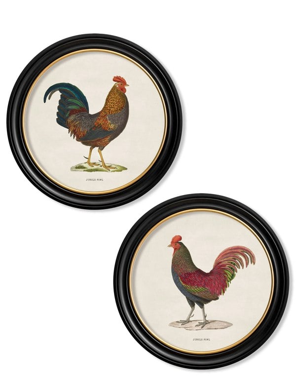 Exceptional Art c.1838 Junglefowl in Round Frames