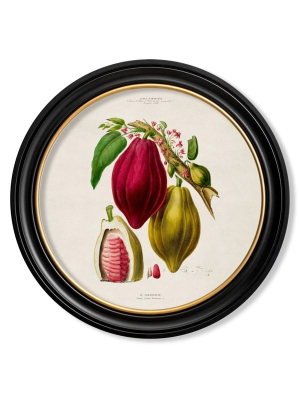 Exceptional Art c.1843 Chocolate Plant - Round Frame