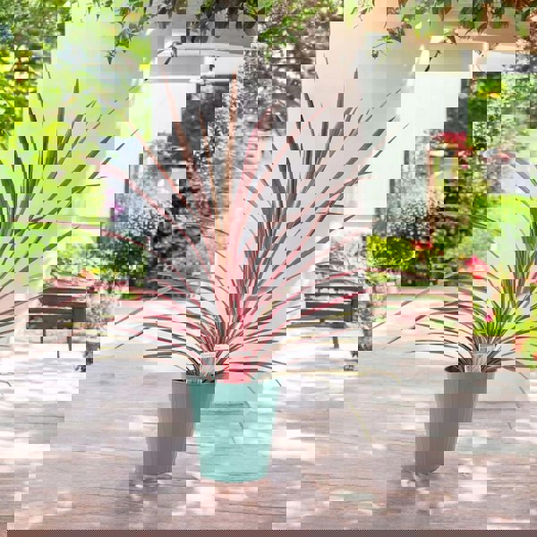 Cordyline Southern Splendor Plants By Post