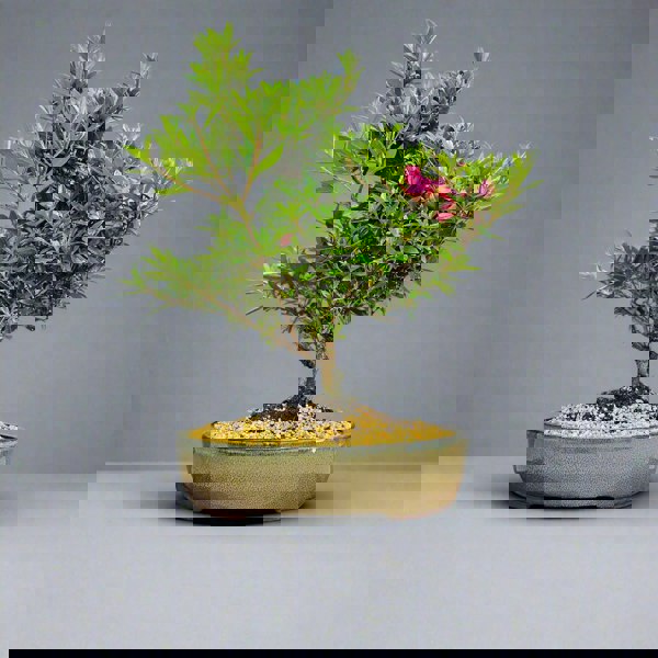 Yorkshire Bonsai Azalea (Rhododendron) Bonsai Tree | Shaped | In 25cm Pot